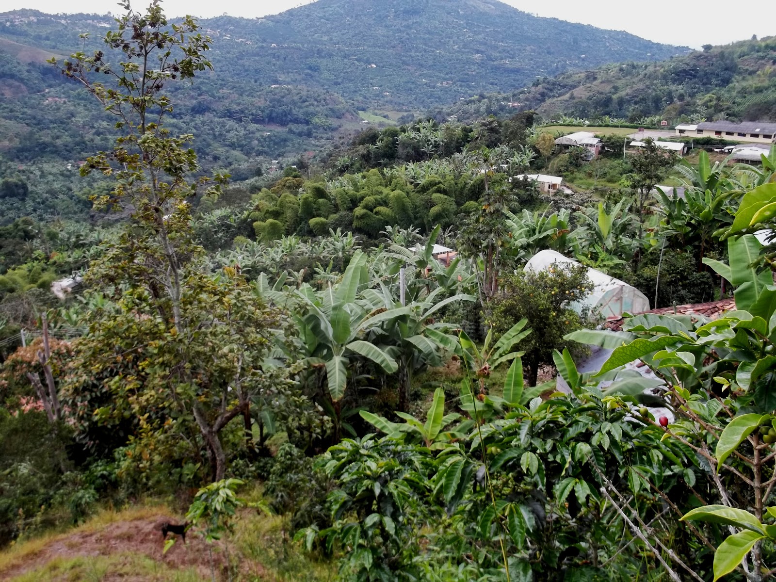 VEREDA CHILCAL BAJO LA UNIÓN NARIÑO: abril 2013