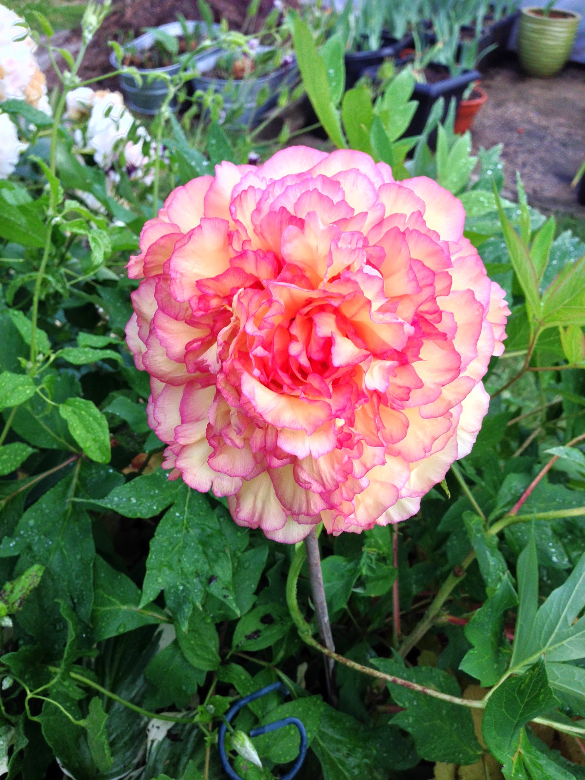 How Tall Does A Tree Peony Grow - how tall do tree peony grow