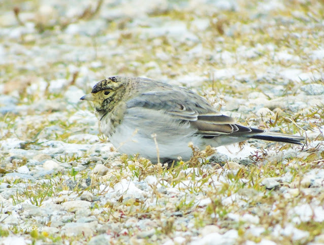 CIOCARLIE URECHEATA, Eremophila alpestris