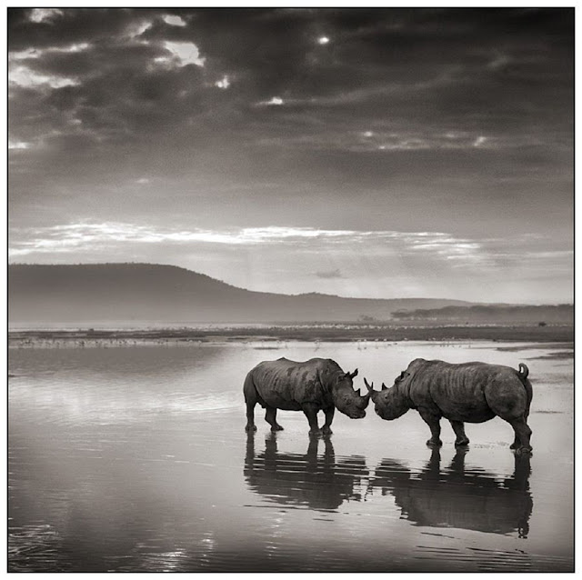 Исчезающая фауна Восточной Африки от Ника Брандта (Nick Brandt)