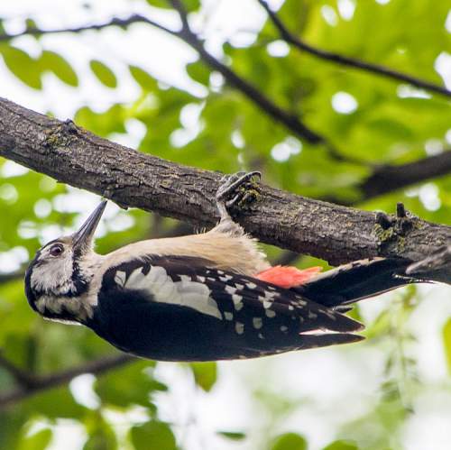 Birds of India - Photo of Himalayan woodpecker - Dendrocopos himalayensis