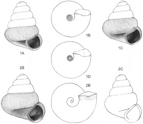 Stereo microscope image sketch of land snails found in Malaysia