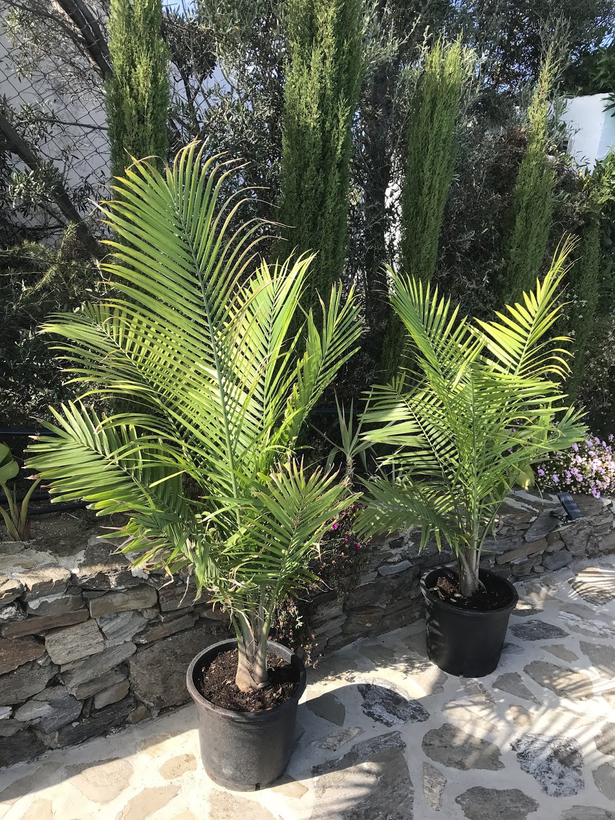 Nuevas incorporaciones! Ravenea Rivularis