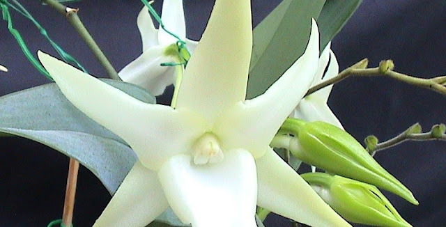Christmas Star Orchid  - Angraecum sesquipedale