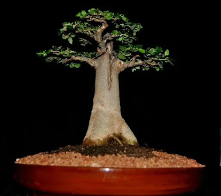  Baobab Bonsai tree 