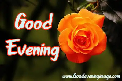Good evening rose flower images Good evening rose flower images