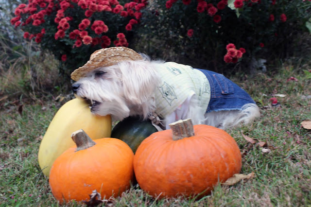 Lexie: Fall Pumpkins
