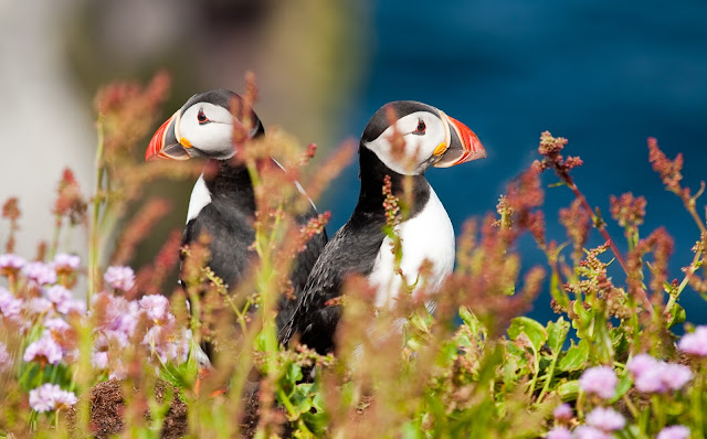 Image of two puffins pretending to be meerkats 