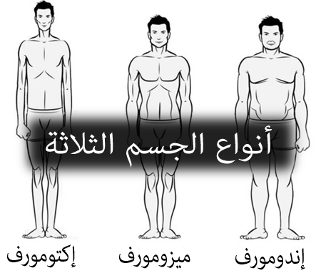 أنواع الجسم الثلاثة:إكتومورف،ميزومورف،إندومورف.