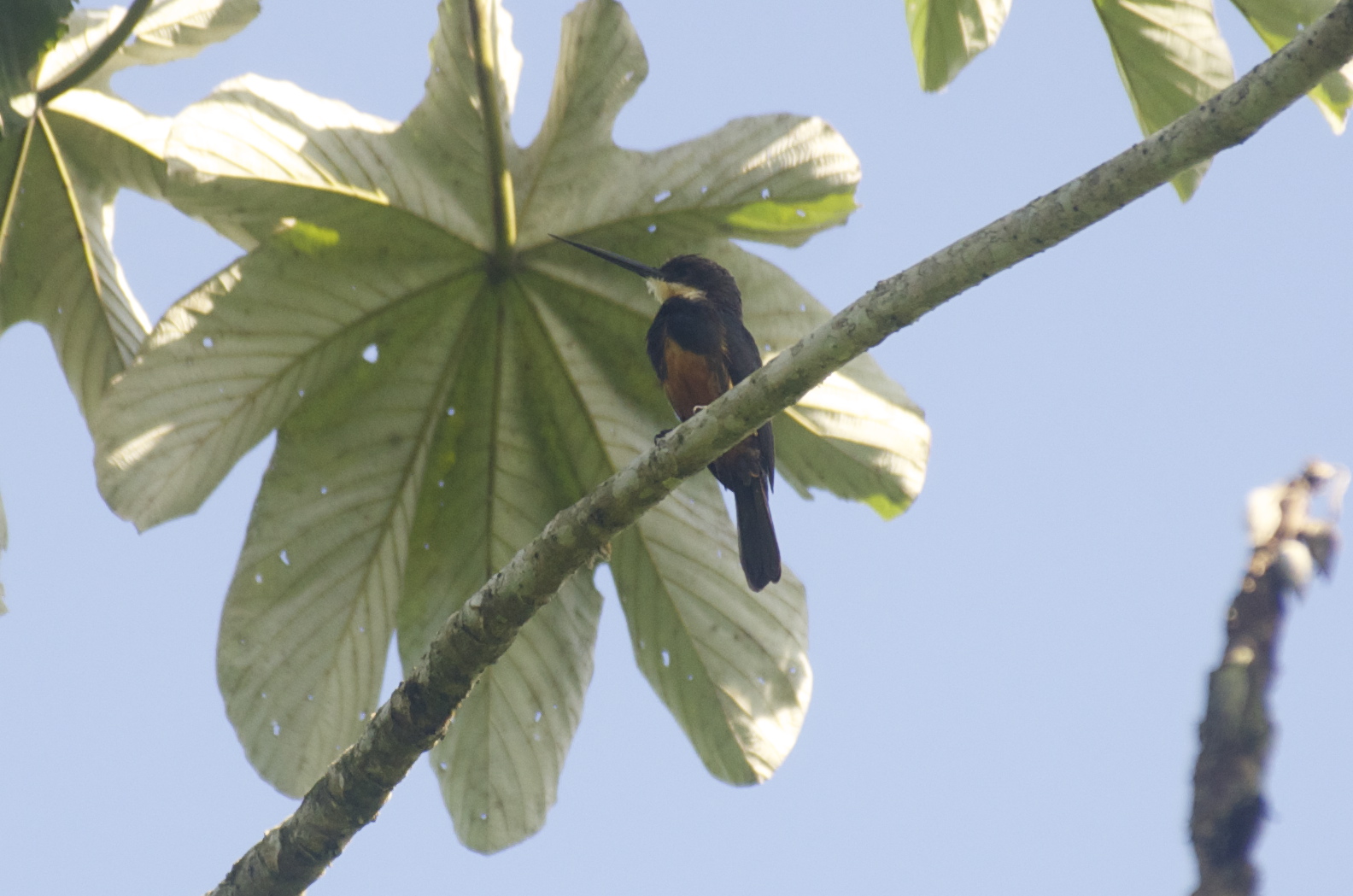 Dusky-backed%2BJacamar.jpg