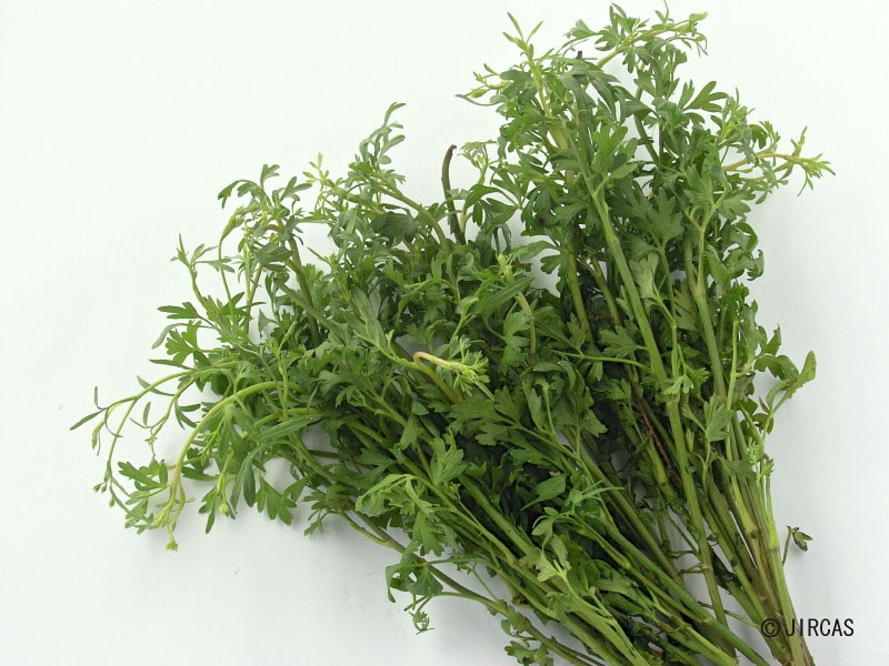 Keep Calm & Curry On Ingredients Radhuni, Ajmod, Wild Celery Seed