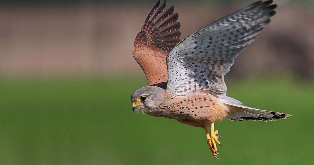 Common Kestrel in Flight