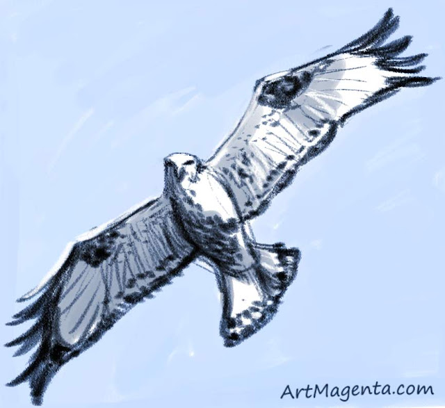 Rough-legged Buzzard sketch painting. Bird art drawing by illustrator Artmagenta.