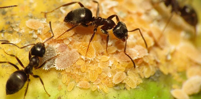 Karıncalar Nasıl Ürer? Karıncalarda Çiftleşme Nasıl Olur ? Karıncaların Yaşam Süresi >>>