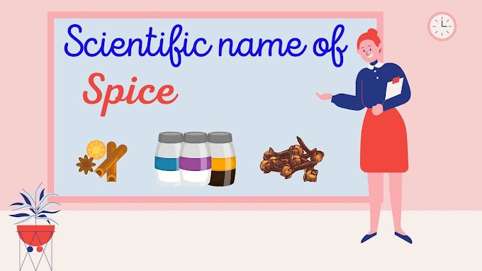 फलों के वैज्ञानिक नाम Scientific Name of fruits फलों के वैज्ञानिक नाम Scientific Name of fruits