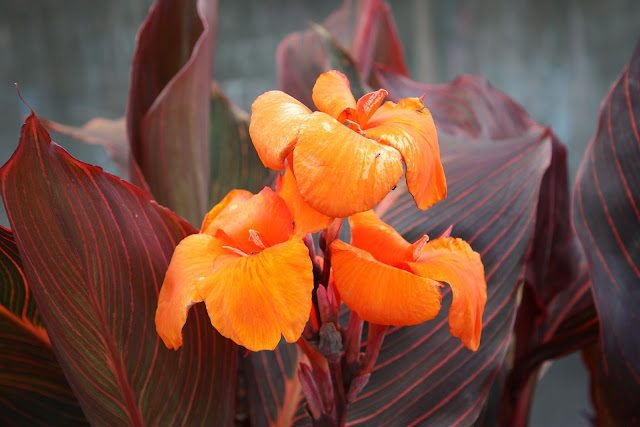 Golden canna flower image Golden canna flower image