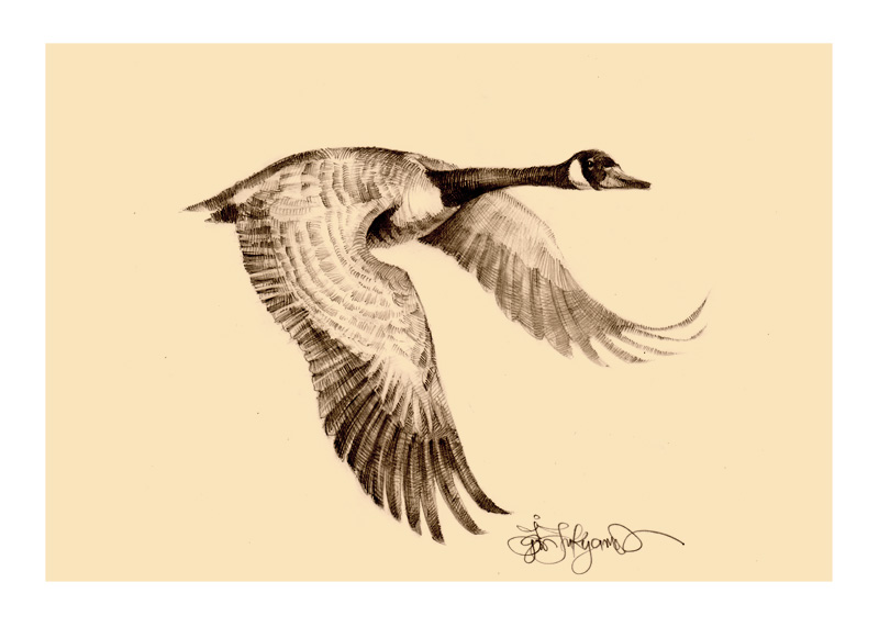 goose hunting clipart - photo #47