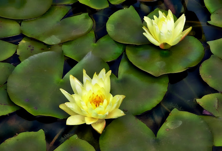 Water Lilies