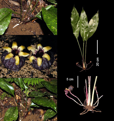 [Botany • 2020] New Taxa and New Records in Aspidistra (Convallariaceae s.s.) of Laos and Vietnam