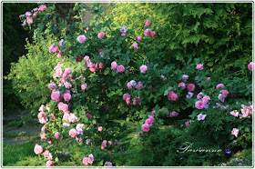 róże w ogrodzie, róże pachnące, Rapsody in Blue roses, róże angielskie, Mary Ann roses, roses, Symphatie roses, English roses