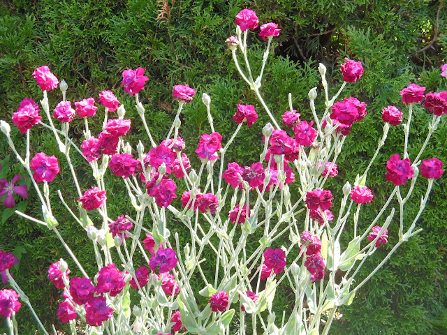 lychnis coronaria plena