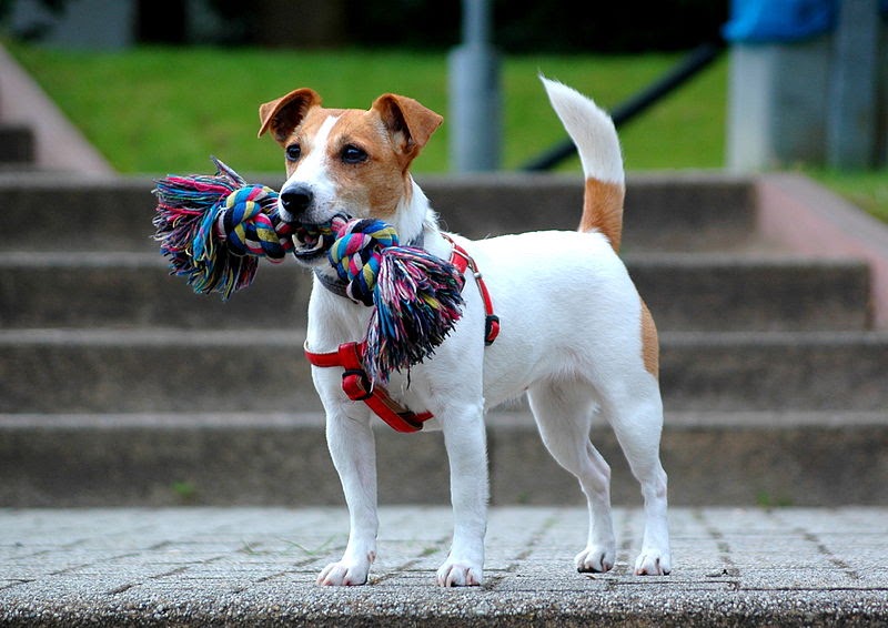 Lifespan of Jack Russell. How Long do Jack Russell live?