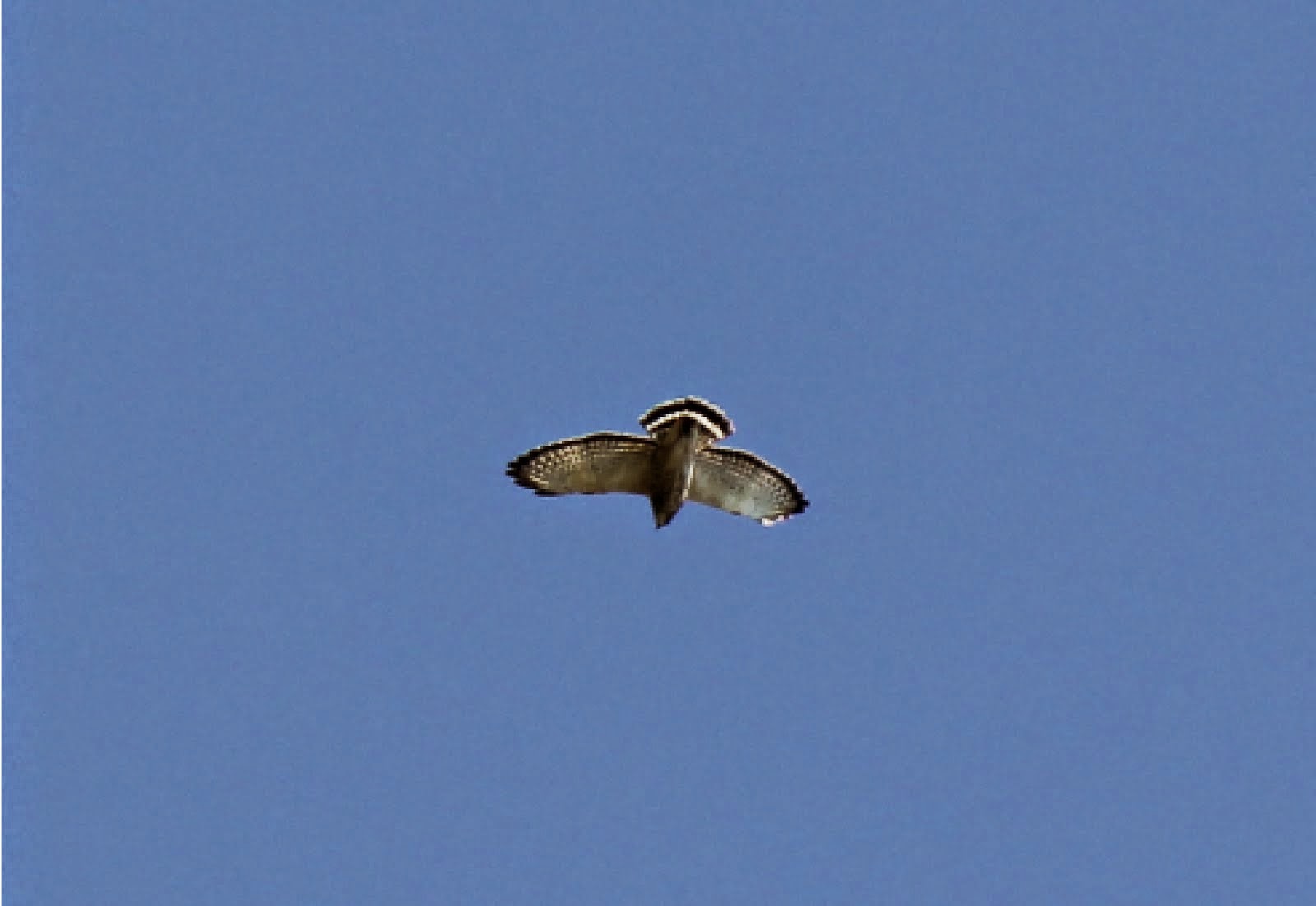 Broadwing in Flight