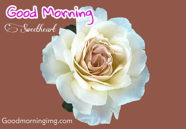 Good morning Images with White Rose flower