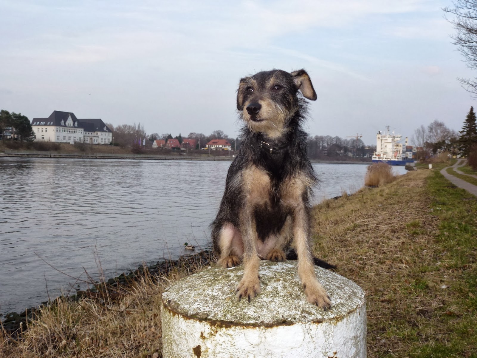 Hunde aus ZentralPortugal adoptieren Riri/Elly jetzt Nelly