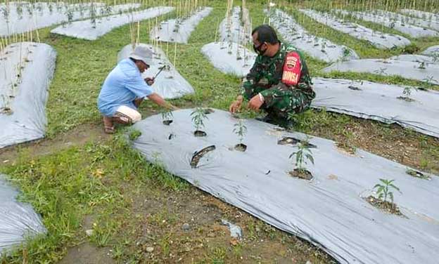 Aparat TNI sedang mendampingi petani cabai