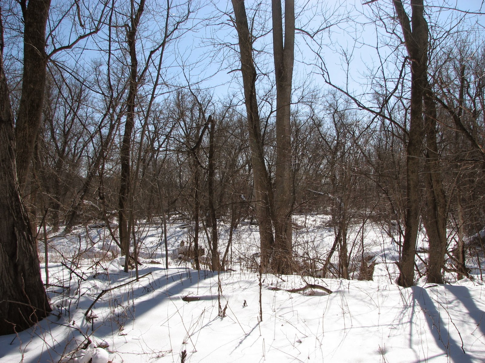 Woodside Natural Area, nature trailsWVPD. (Photos). In search of the