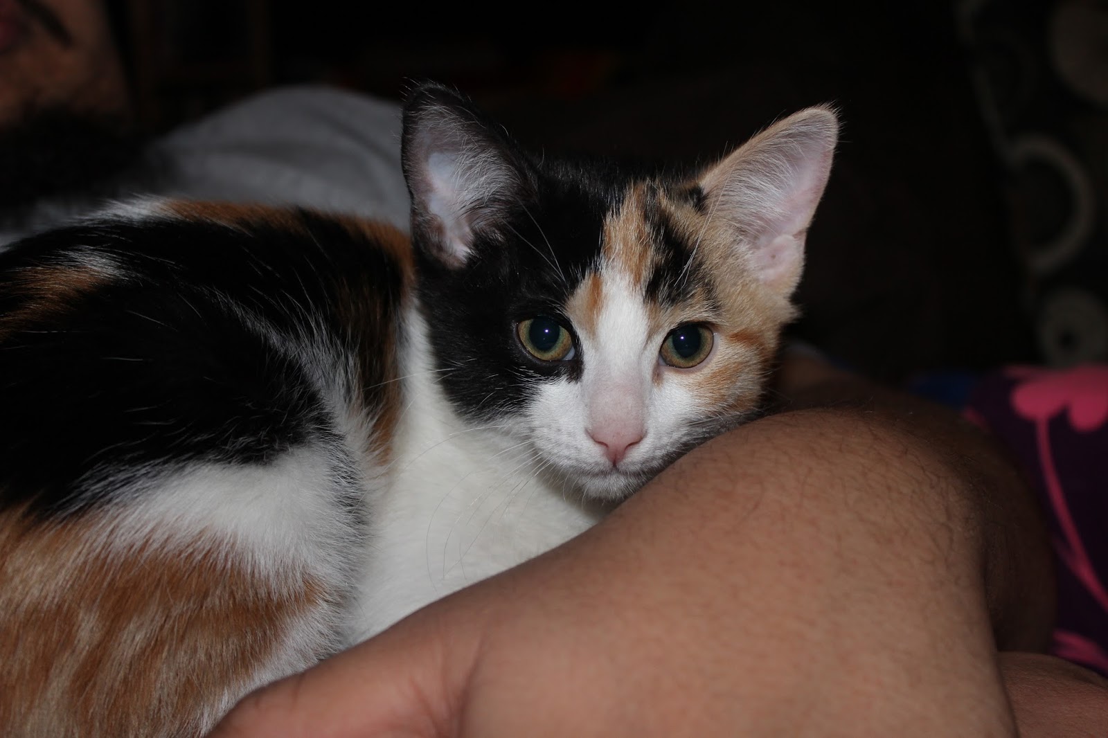 Crazy Calico Cats Calico Randoms