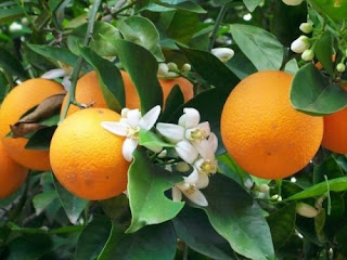 Giống cam vinh chuẩn giống. giá thành rẻ cây đẹp. giao hàng toàn quốc.