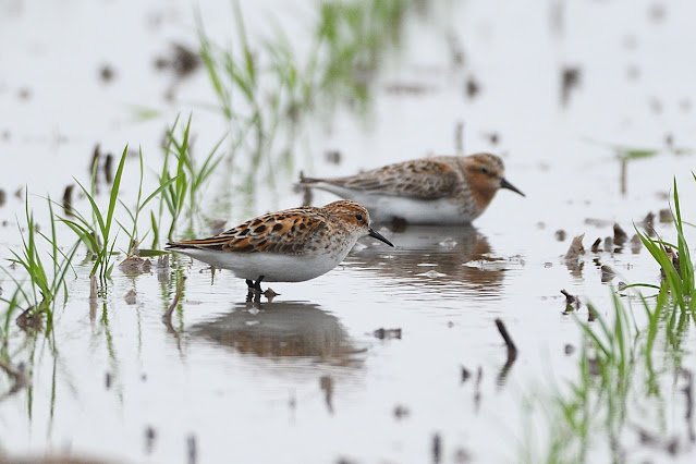 The red-necked stint (Calidris ruficollis)