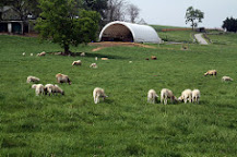 The Baalands:  Katahdin sheep