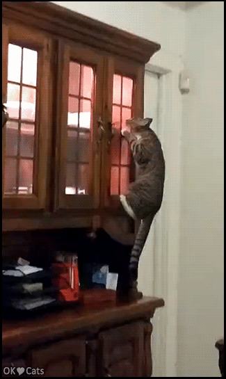 Amazing Cat GIF • When your crazy cat thinks is a squirrel meanwhile he climbs up your China cabinet
