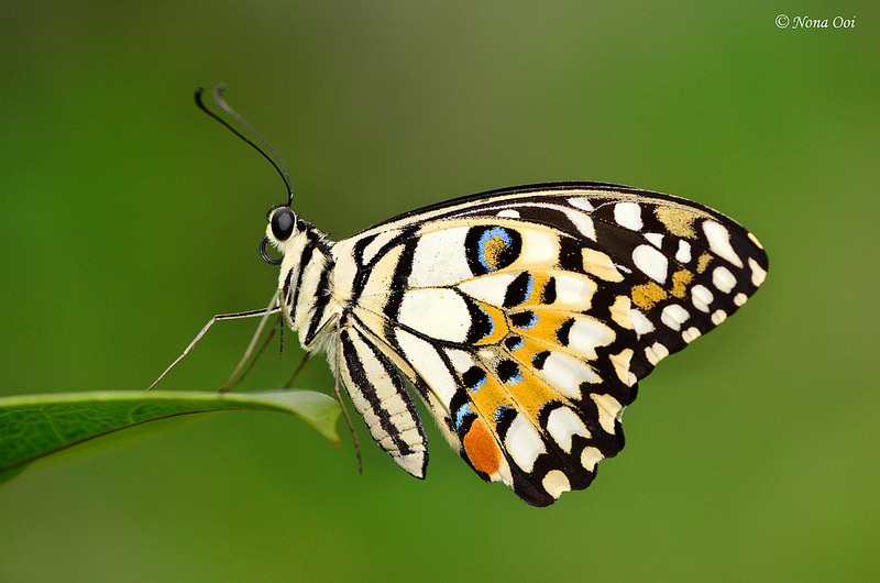 Butterflies of Singapore Butterflies Galore! Lime Butterfly
