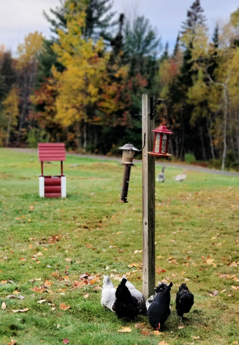 Avian Influenza (Bird Flu) and your Backyard Chickens Updated for 2024