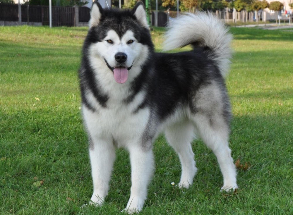 58 Arti Mimpi Digigit Anjing Menurut Primbon Jawa Lengkap - Arti Mimpi