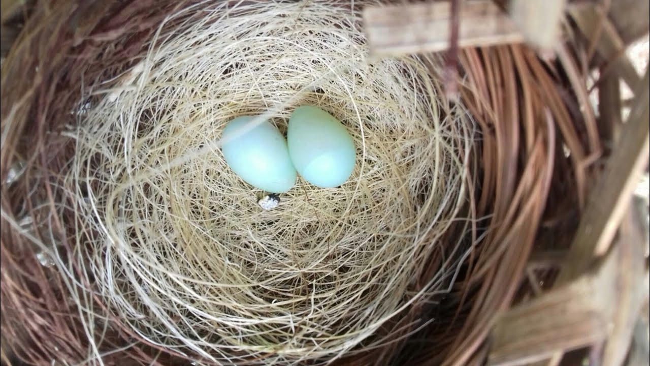 Berapa Hari Telur Burung Emprit Kaji Menetas?