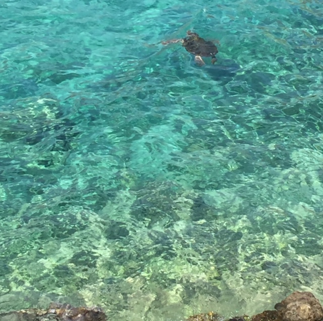 Sea turtles Caretta-caretta in Limeni