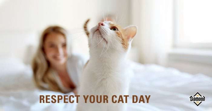 Respect Your Cat Day Wishes for Instagram Respect Your Cat Day Wishes for Instagram