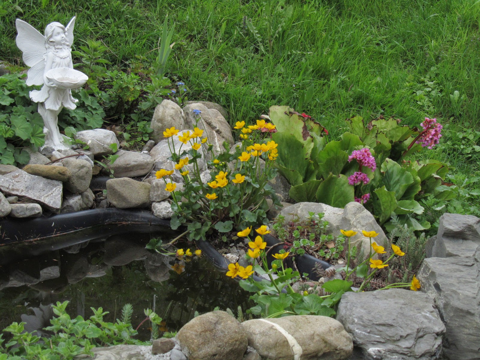 Nebelmeer Am LibellenTeich