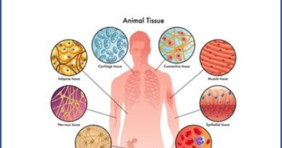 5 Animalia Campbell Jilid 3 Pandubio
