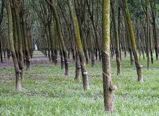 Cara Penanaman Pohon Karet Yang Baik Dan Benar | lets-sekolah.blogspot.com