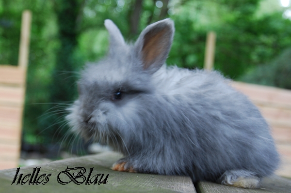 Angorakaninchen