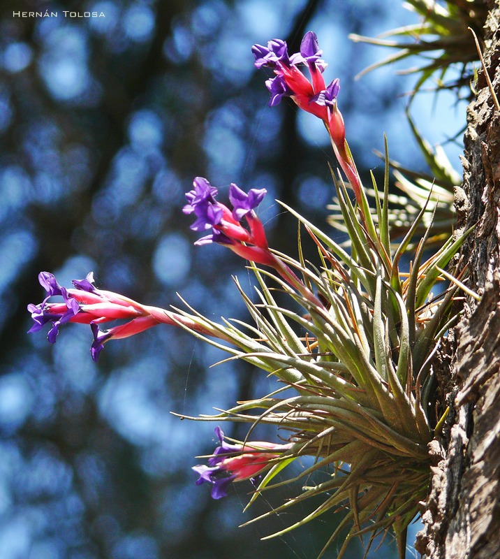Flora Bonaerense: Clavel del aire (Tillandsia aëranthos)