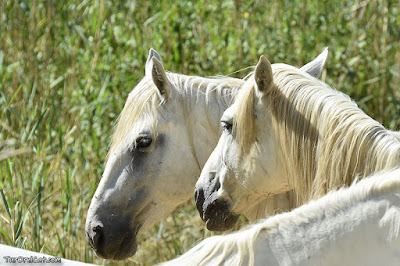 Cavalls de la Camarga