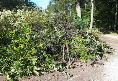 [AGENDA] RDV le 7 novembre 2021 pour un nouveau chantier de lutte  contre le Prunus invasif à Bleau