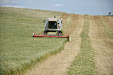 Forage harvester. Claas Lexion 420